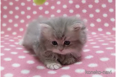 成約済の愛知県のペルシャ(チンチラ)-85711の3枚目